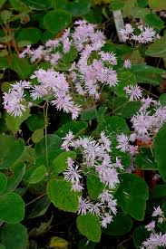 Attēlu rezultāti vaicājumam “Thalictrum”