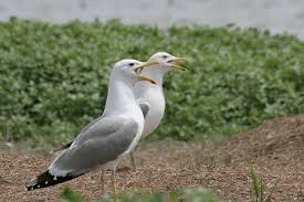 Image result for Larus cachinnans