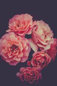 Image result for розовые обои