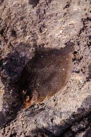 Image result for Glyptocephalus cynoglossus