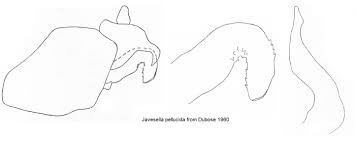 Attēlu rezultāti vaicājumam “Javesella pellucida male”