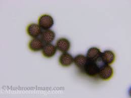 Attēlu rezultāti vaicājumam “Lamproderma debile spores”