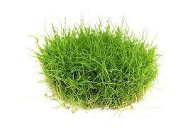 Attēlu rezultāti vaicājumam “Heyderia pusilla”