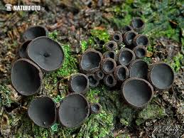 Attēlu rezultāti vaicājumam “Pseudoplectania nigrella”