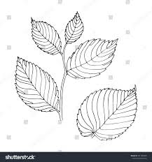 Attēlu rezultāti vaicājumam “Ulmus glabra leaf”