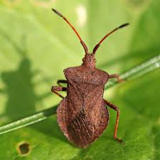 Attēlu rezultāti vaicājumam “Coreus marginatus imago”