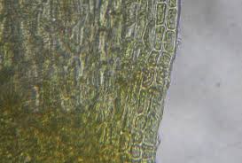 Attēlu rezultāti vaicājumam “Thamnobryum subserratum”