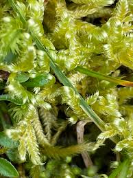 Attēlu rezultāti vaicājumam “Calliergonella lindbergii”