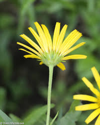 Image result for Buphthalmum salicifolium