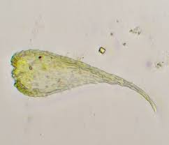Attēlu rezultāti vaicājumam “Platydictya jungermannioides”