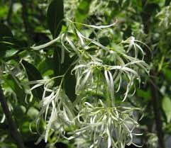Attēlu rezultāti vaicājumam “Chionanthus virginicus flower”