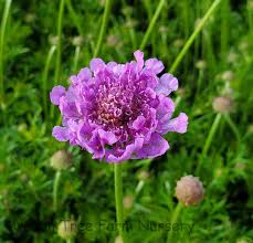 Image result for Scabiosa columbaria