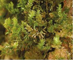 Attēlu rezultāti vaicājumam “Neckera pennata”