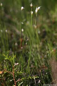 Attēlu rezultāti vaicājumam “Trichophorum alpinum fruit”