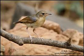 Image result for Luscinia cyane