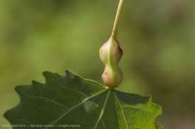 Attēlu rezultāti vaicājumam “Contarinia petioli”