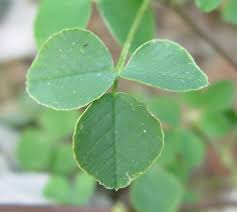 Attēlu rezultāti vaicājumam “Medicago lupulina”