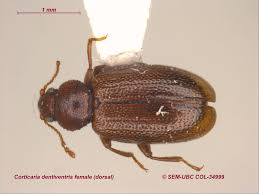 Attēlu rezultāti vaicājumam “Dienerella elongata”