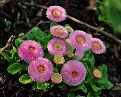 Attēlu rezultāti vaicājumam “Bellis perennis flower”