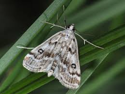 Attēlu rezultāti vaicājumam “Parapoynx stratiotata”