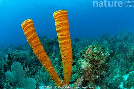 Attēlu rezultāti vaicājumam “Tubifera applanata”