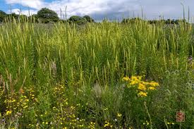 Image result for Reseda luteola