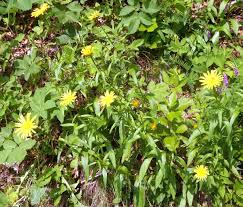 Image result for Buphthalmum salicifolium