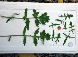 Attēlu rezultāti vaicājumam “Sisymbrium volgense leaf”