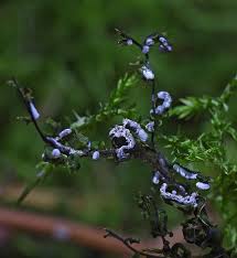 Attēlu rezultāti vaicājumam “Physarum bitectum sessile”