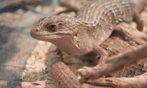 Attēlu rezultāti vaicājumam “Crocallis elinguaria imago”