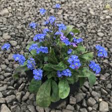 Attēlu rezultāti vaicājumam “Myosotis stricta flower”