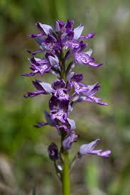 Attēlu rezultāti vaicājumam “Orchis militaris flower”