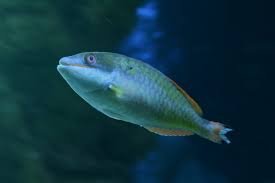 Image result for Sparisoma aurofrenatum