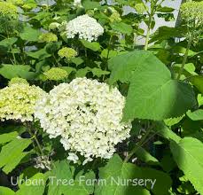 Attēlu rezultāti vaicājumam “Hydrangea arborescens”