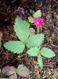 Attēlu rezultāti vaicājumam “Rubus arcticus”