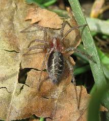 Attēlu rezultāti vaicājumam “Agelena labyrinthica”