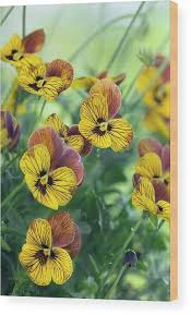 Attēlu rezultāti vaicājumam “Viola x williamsii flower”