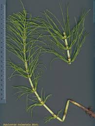 Attēlu rezultāti vaicājumam “Equisetum telmateia”