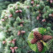 Attēlu rezultāti vaicājumam “Pinus sibirica”