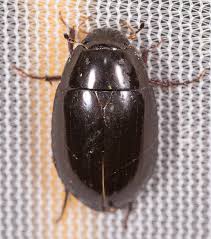 Attēlu rezultāti vaicājumam “Hydrochara caraboides”