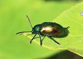 Attēlu rezultāti vaicājumam “Chrysomelidae”