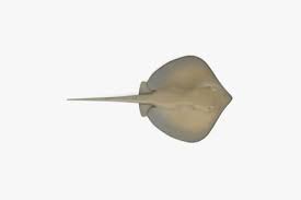 Image result for Hypanus americanus