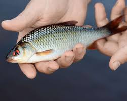 Image result for Rutilus rutilus