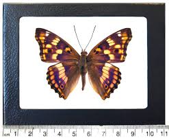 Attēlu rezultāti vaicājumam “Apatura ilia male”