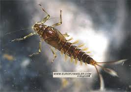 Attēlu rezultāti vaicājumam “Belbodamaeus sp.”