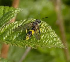 Attēlu rezultāti vaicājumam “Tenthredo scrophulariae exuvia”