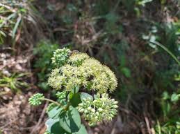 Attēlu rezultāti vaicājumam “Hylotelephium maximum flower”