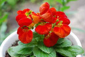 Image result for Calceolaria