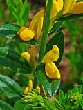 Image result for Genista tinctoria