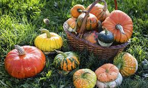 Image result for Kürbis